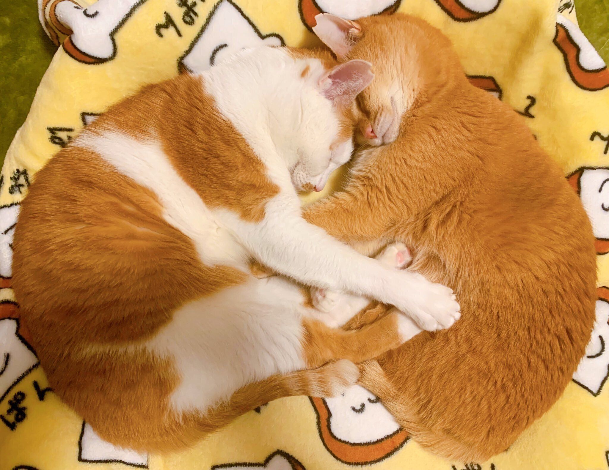 くっついて眠るむぎちゃん、こてつくん