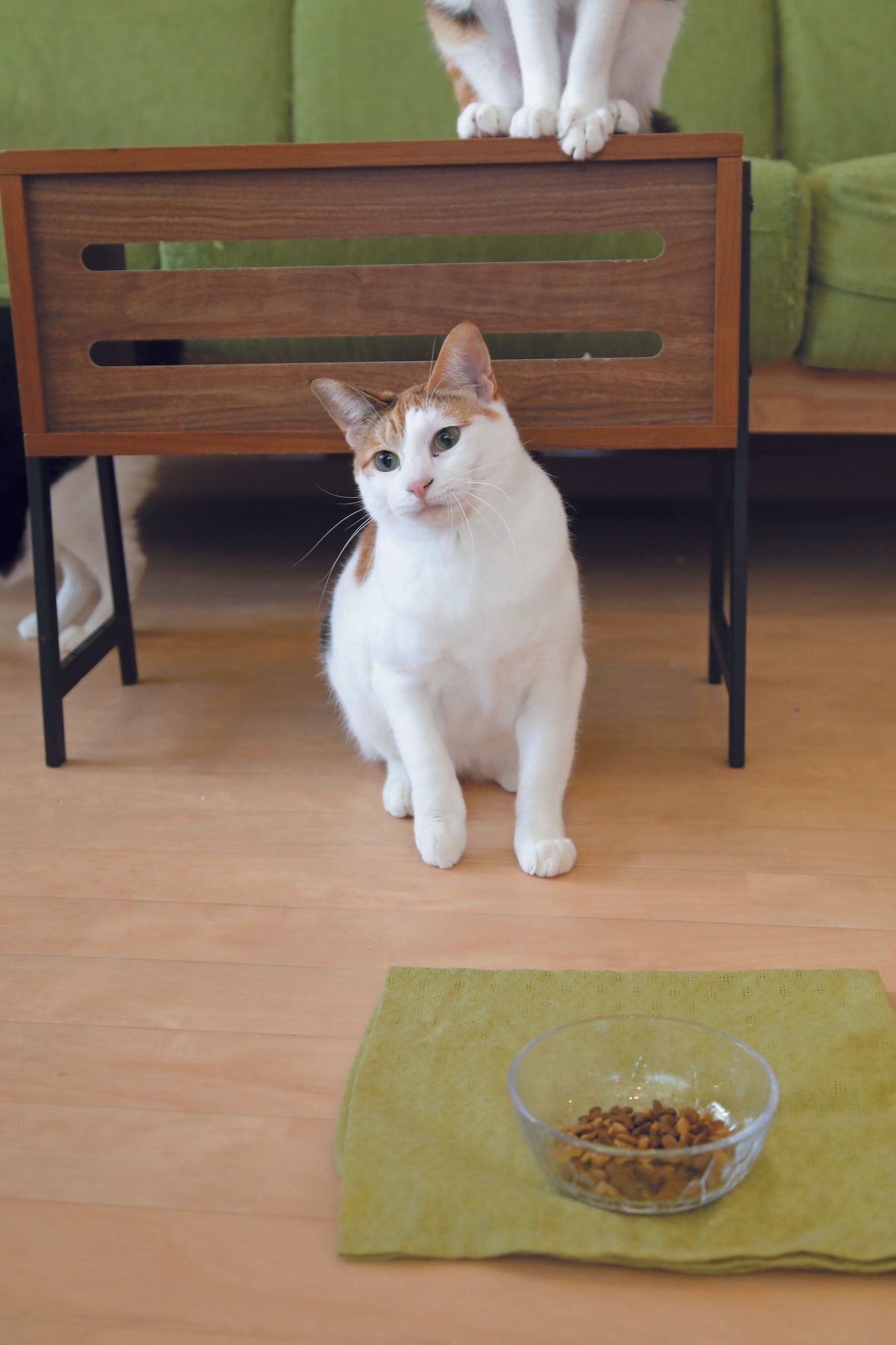 画像／2018年４月号『春は猫もソワソワ、ワクワク猫の恋劇場』