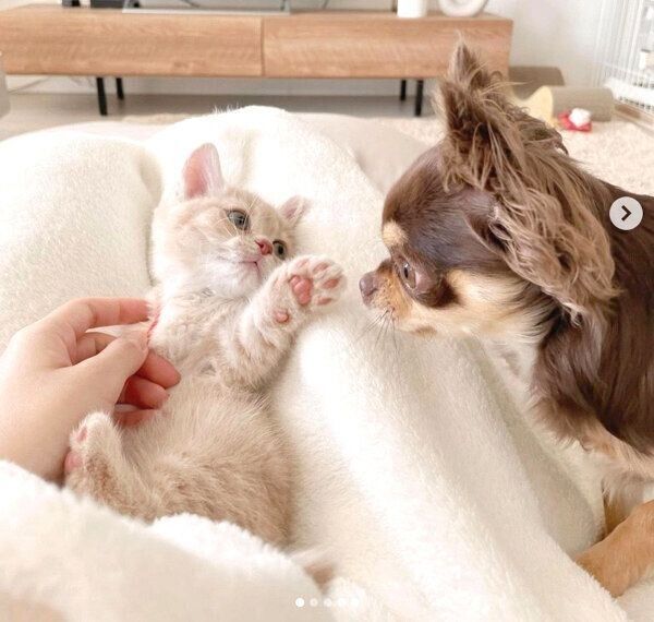ころもくんと先住犬のうにちゃん