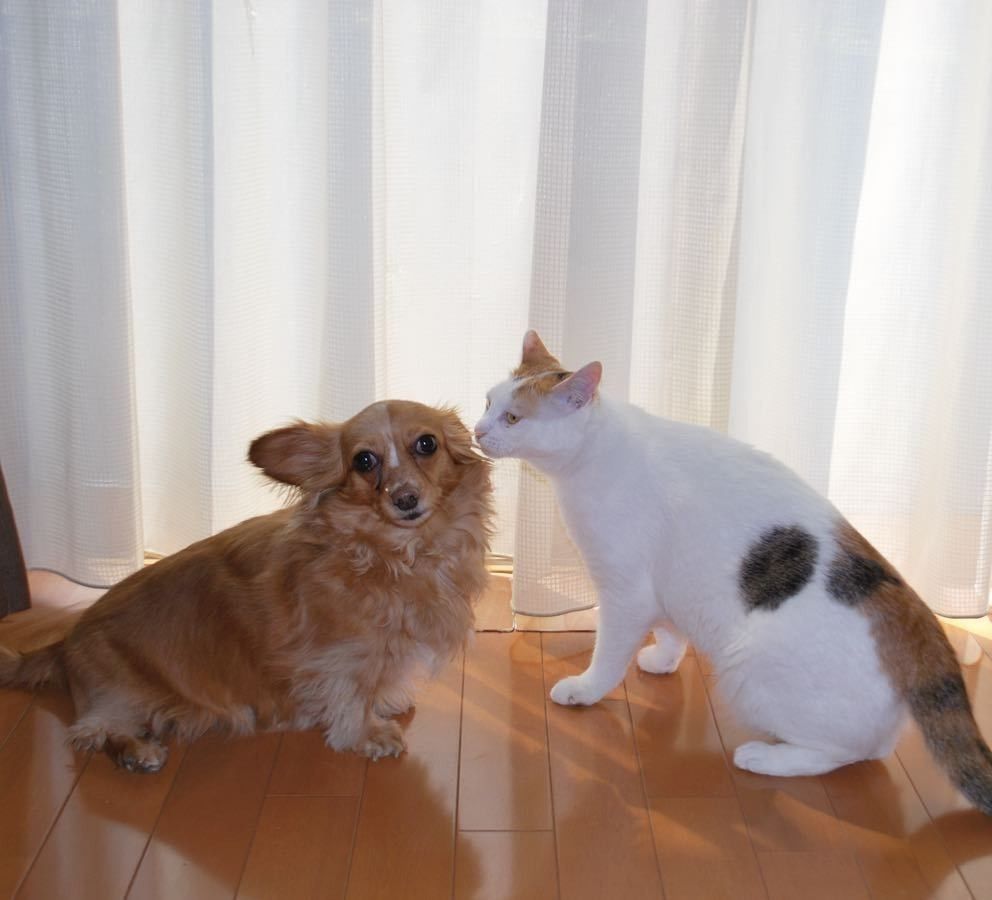 内緒話をするミックス犬と猫