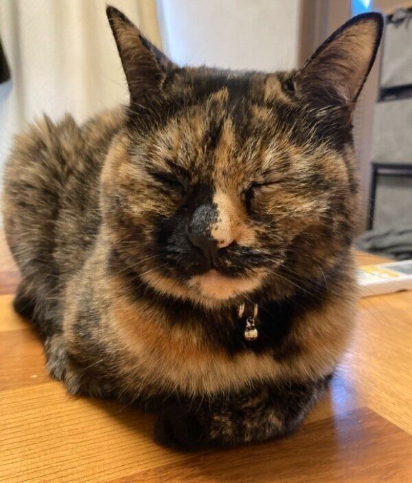 定位置に座るサビーちゃん