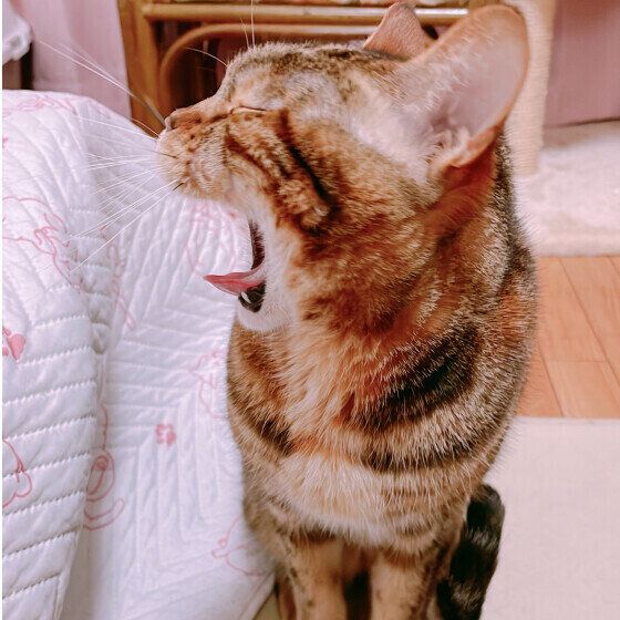 あくびをするメロちゃん（マンチカン）