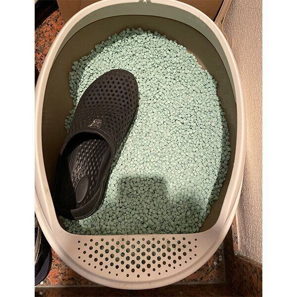 猫トイレに入っている靴