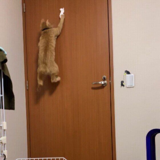 MIX茶トラの秀太くん