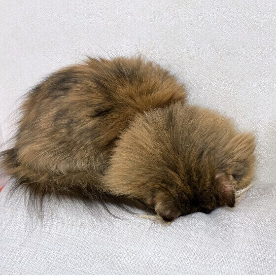 マンチカン・ロングヘアのるあちゃん  