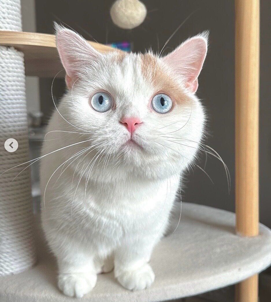 見つめるほたてくん