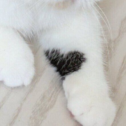 猫ちゃんの足　(奇跡のハート) 見えたらラッキー」猫の前足にあらわれた“奇跡のハートマーク”に注目が