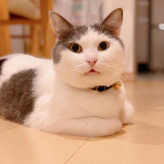 マンチカンのあんこちゃん