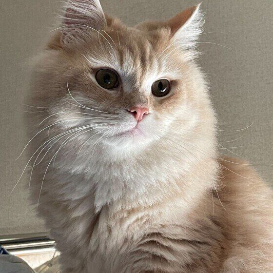 レオくん（ラガマフィン）