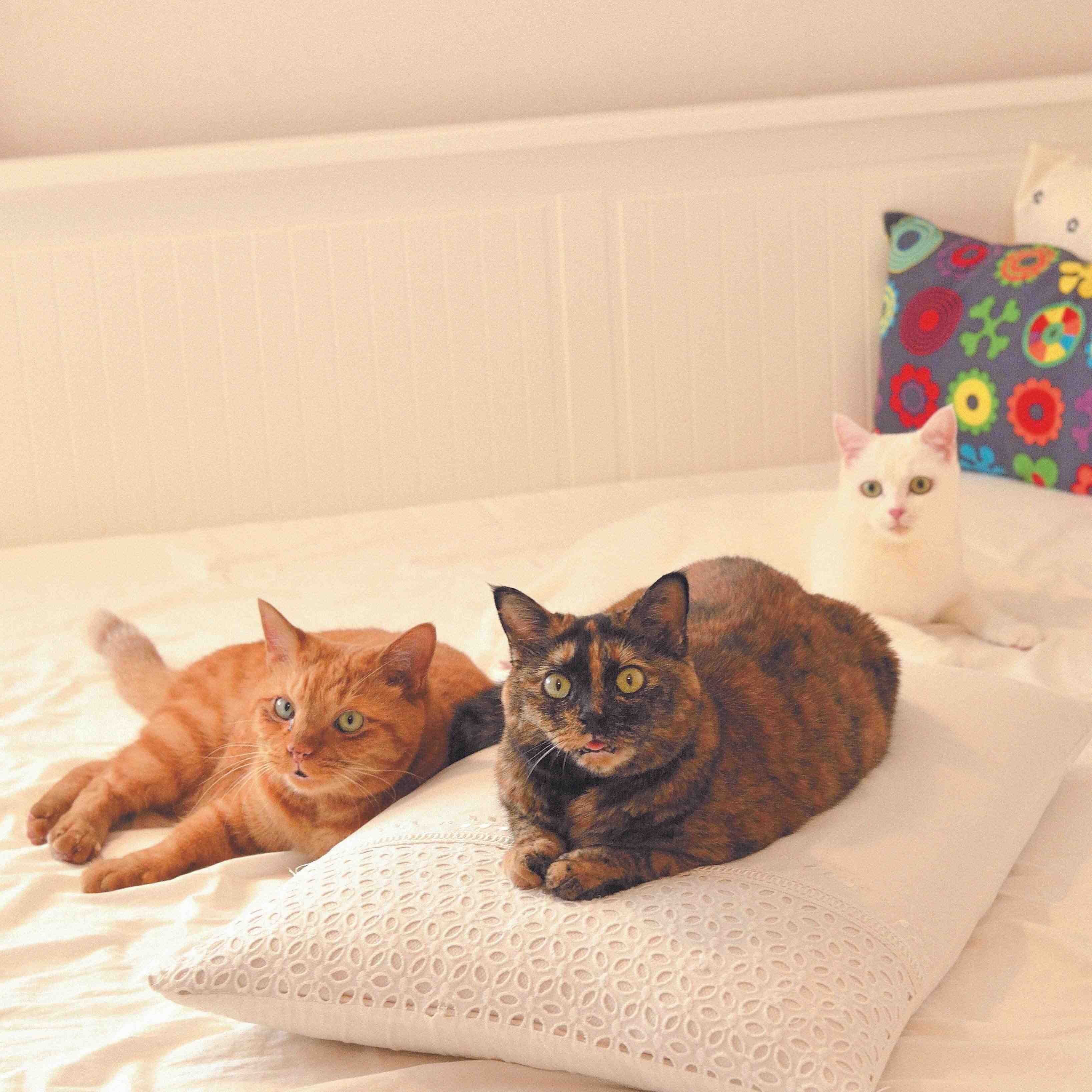 撮影／奥山美奈子