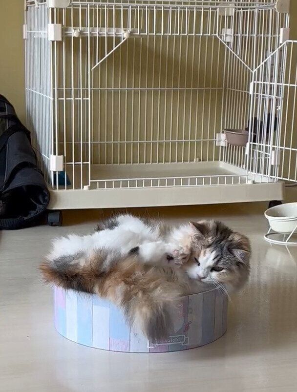 しっぽをなめたり、蹴ったりするめるちゃん