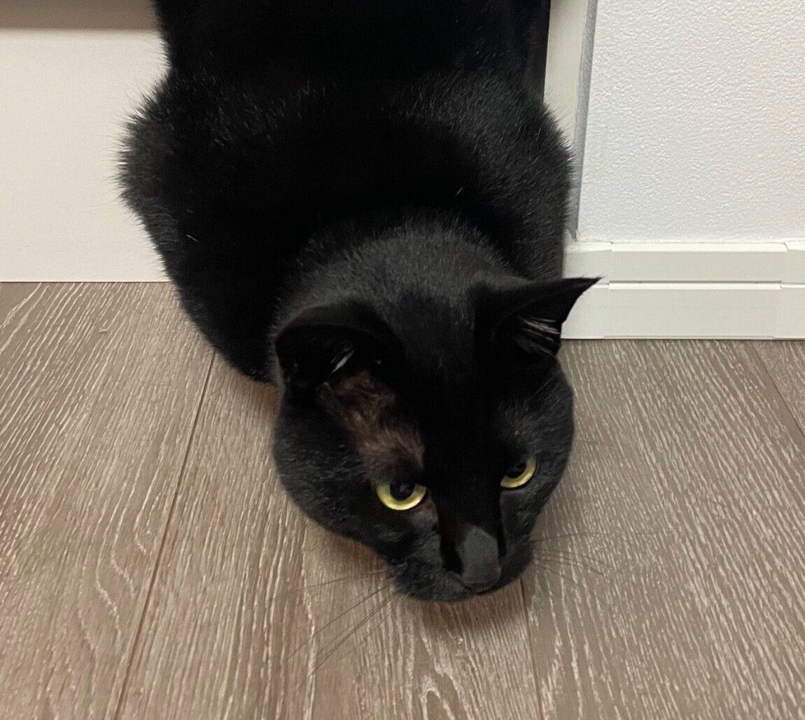 真剣な表情をするりーじくん