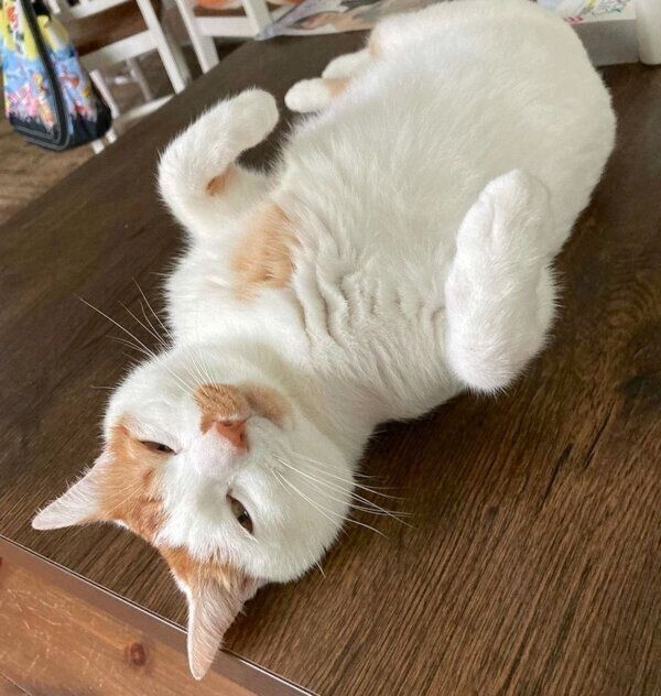 くつろぐタルトくん