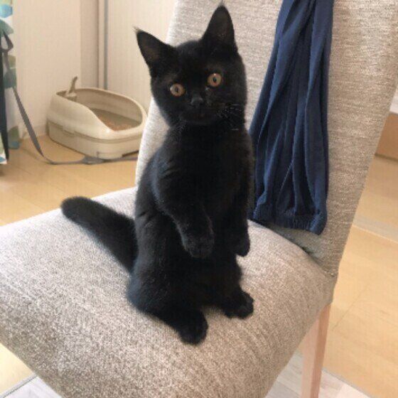 二本足で立つマンチカン