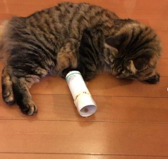手作りおもちゃで遊ぶ猫