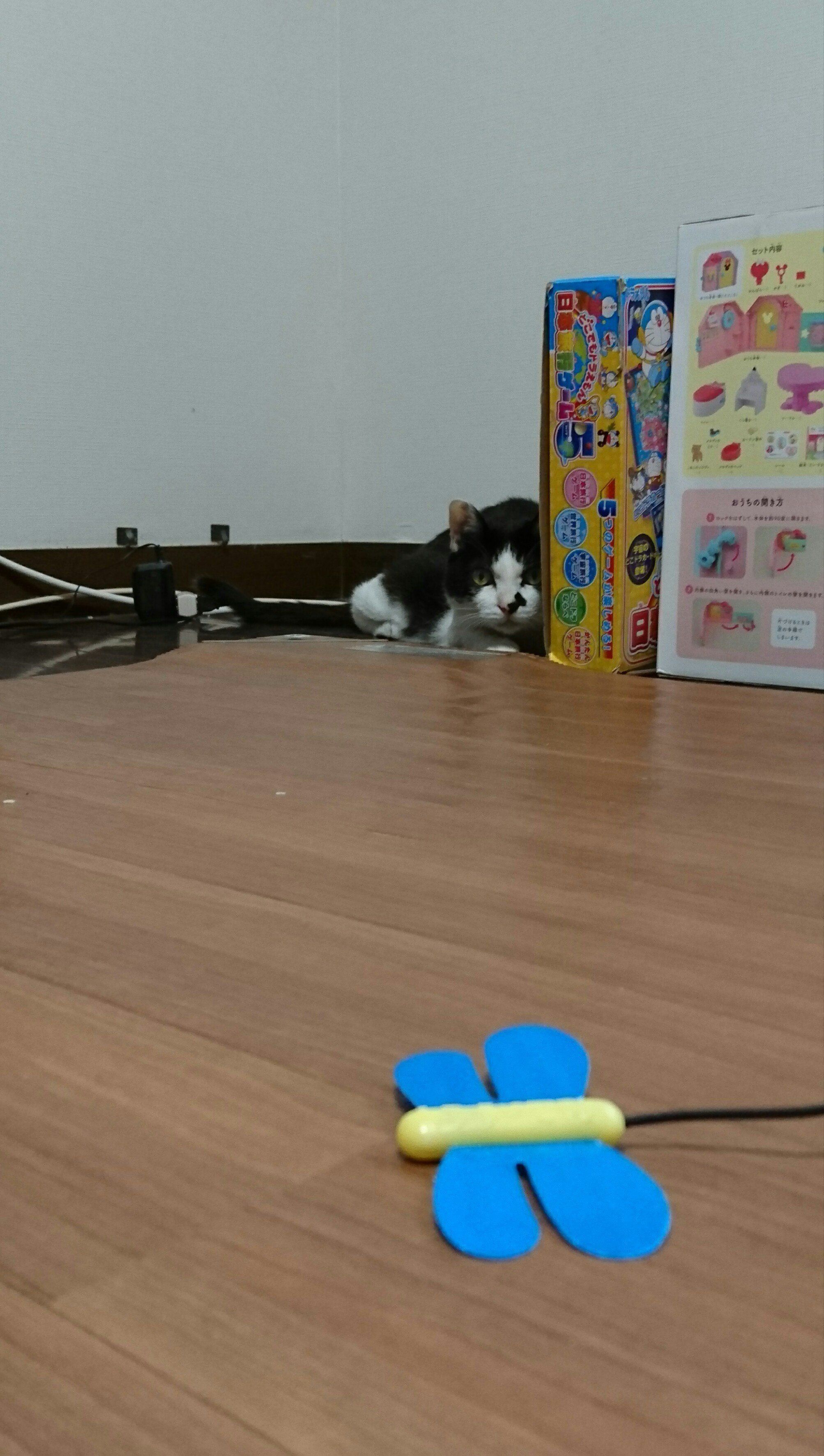 おもちゃ箱の陰からトンボくんを狙うMIX猫