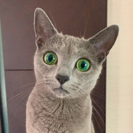 驚き顔のロシアンブルー