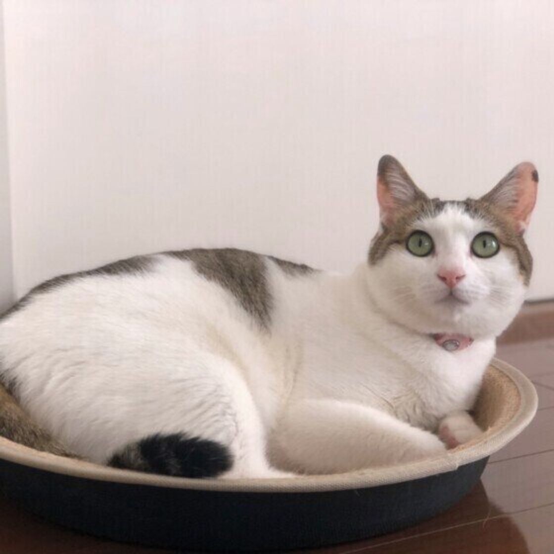 獣医師監修 猫の平均寿命と人間換算早見表 世界記録や長生きのコツも ねこのきもちweb Magazine 獣医師監修 猫の平均寿命と人間換算早見表 世界記録や長生きのコツも ねこのきもちweb Magazine