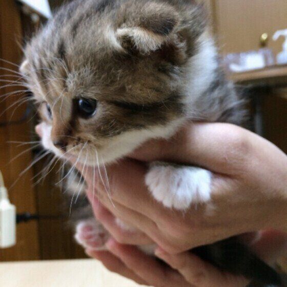 抱っこされるスコティッシュフォールド