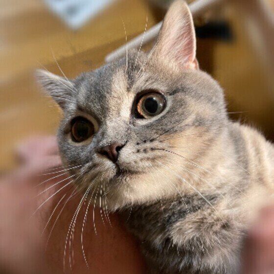 見つめるスコティッシュフォールド