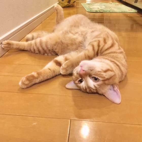 寝転がる茶トラ