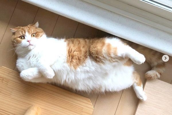 寝転がるスコティッシュフォールド