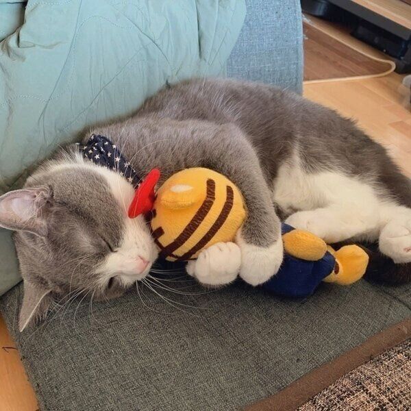 ぬいぐるみを抱きしめるしらたまくん