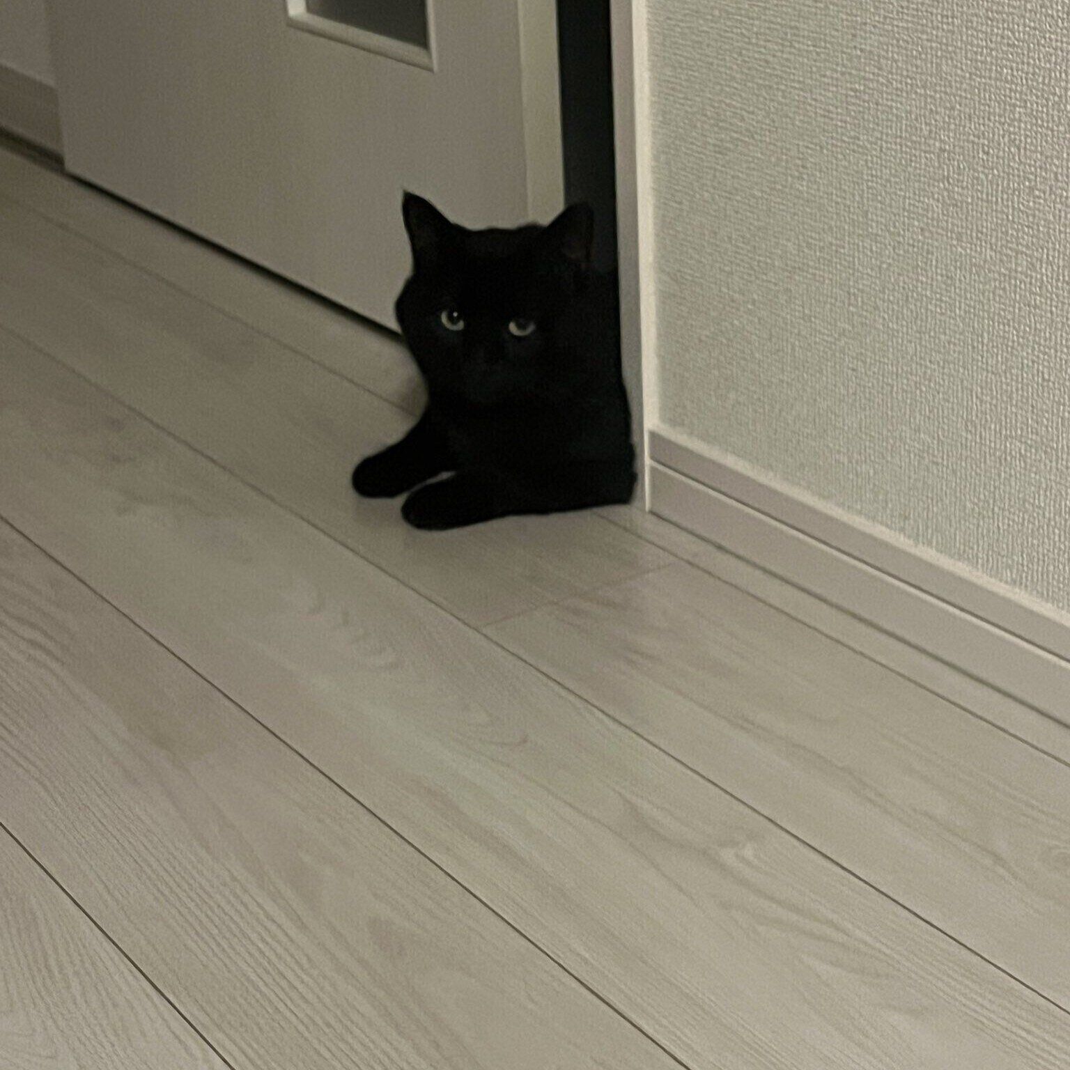 距離を取って飼い主さんを見ていたころのクロちゃん。