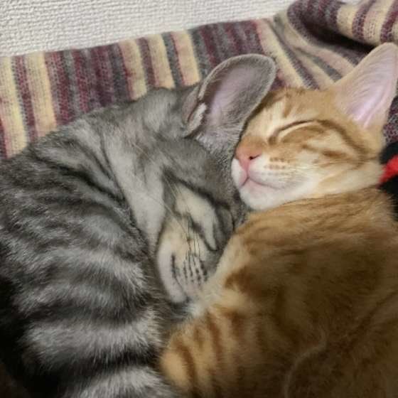 お休み中のネギくんたち