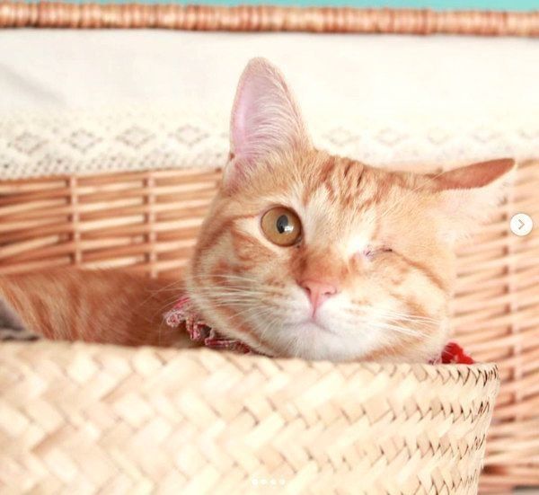 元保護猫・みちるちゃん