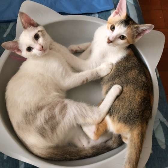 猫鍋でくつろぐ猫