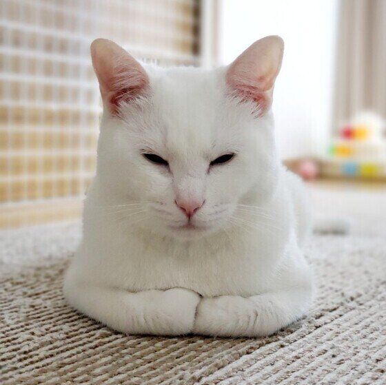 リラックスしているシロちゃん