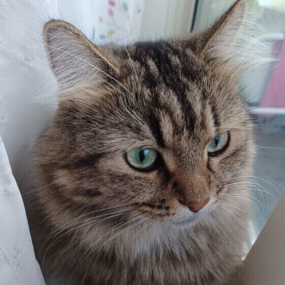 怒られたりろくん（サイベリアン）