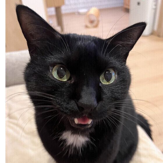 鳴いて返事をする黒猫
