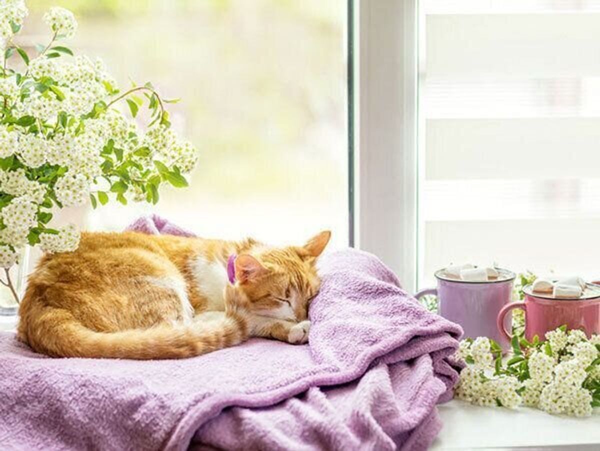 猫が アジサイ を食べると命の危険も 注意すべき植物の例を獣医師が解説 ねこのきもちweb Magazine 猫が アジサイ を食べると命の危険も 注意すべき植物の例を獣医師が解説 ねこのきもちweb Magazine