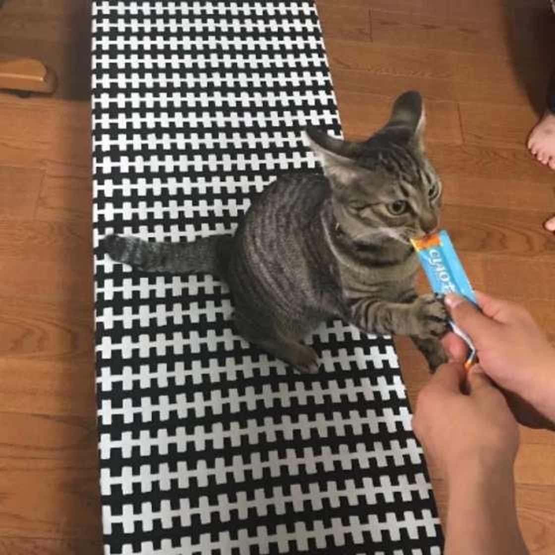 猫の耳がまるでイカ イカ耳 になってしまう理由とは ねこのきもちweb Magazine 猫の耳がまるでイカ イカ耳 になってしまう理由とは ねこのきもちweb Magazine