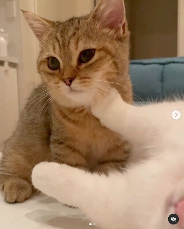 じゃれ合うしらすちゃん、にぼしちゃん