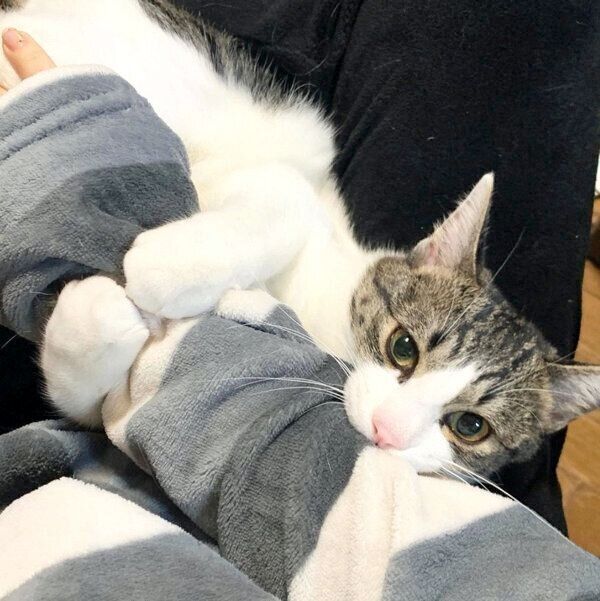 飼い主さんの腕をホールドするコタツくん