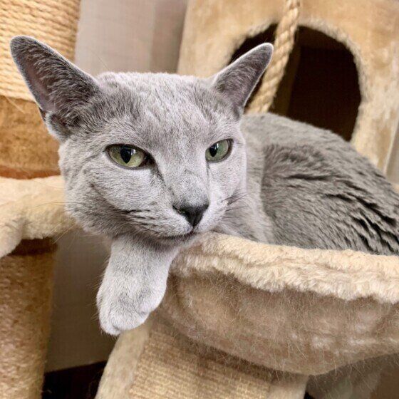 キャットタワーでくつろぐロシアンブルー