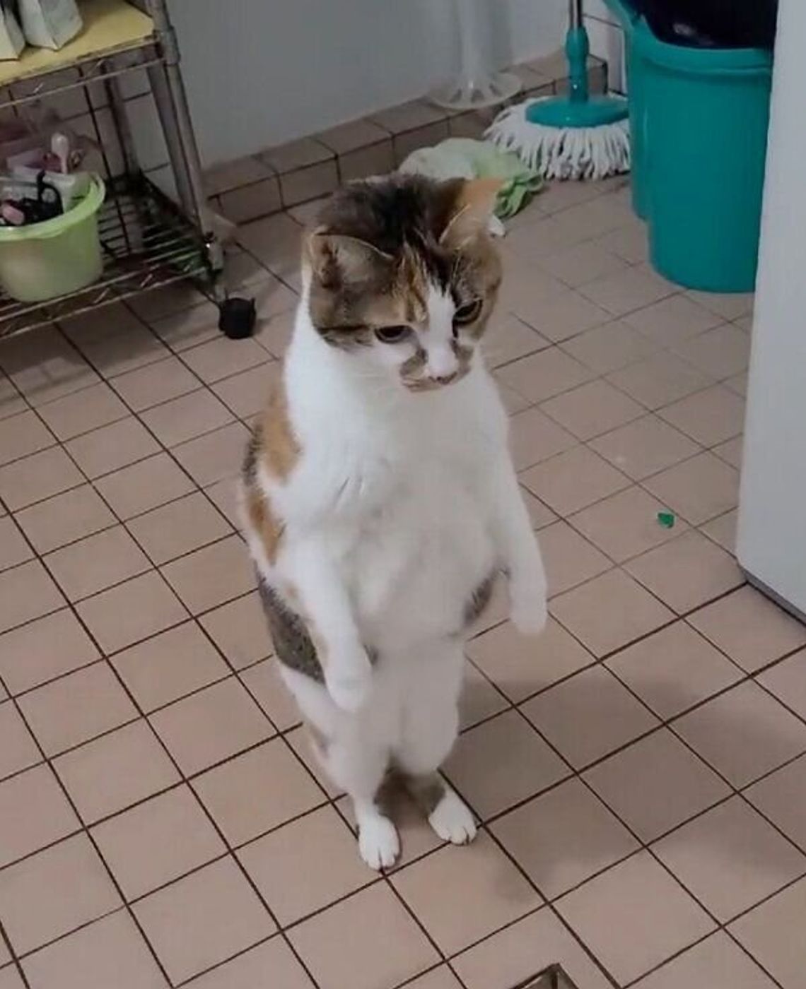 おやつだと思ったら 入浴剤 だった 驚きのあまり二度見する猫がおもしろ可愛い ねこのきもちweb Magazine おやつだと思ったら 入浴剤 だった 驚きのあまり二度見する猫がおもしろ可愛い ねこのきもちweb Magazine