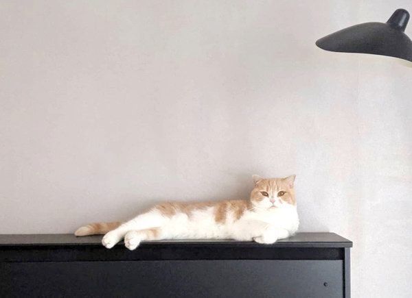 ポーズを決めるスコティッシュフォールド