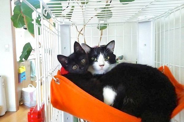 元保護猫・虎徹くんとはなびくん