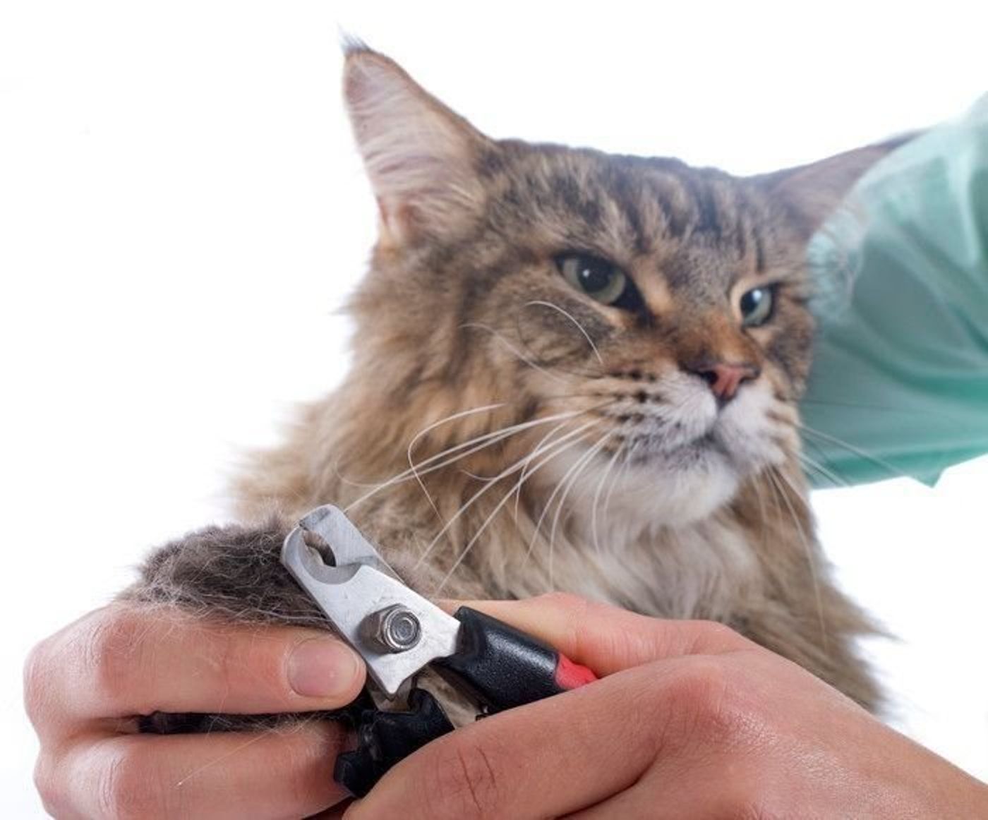 専門家監修 猫の爪切り 嫌がる猫にもスムーズにできるコツ ねこのきもちweb Magazine 専門家監修 猫の爪切り 嫌がる猫にもスムーズにできるコツ ねこのきもちweb Magazine