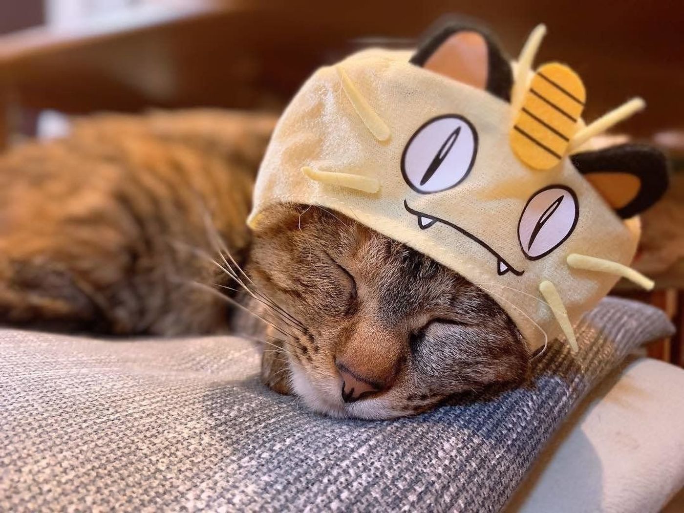 Getだぜ キュートなポケモンに変身した猫ちゃんたち ねこのきもちweb Magazine Getだぜ キュートなポケモンに変身した猫ちゃんたち ねこのきもちweb Magazine