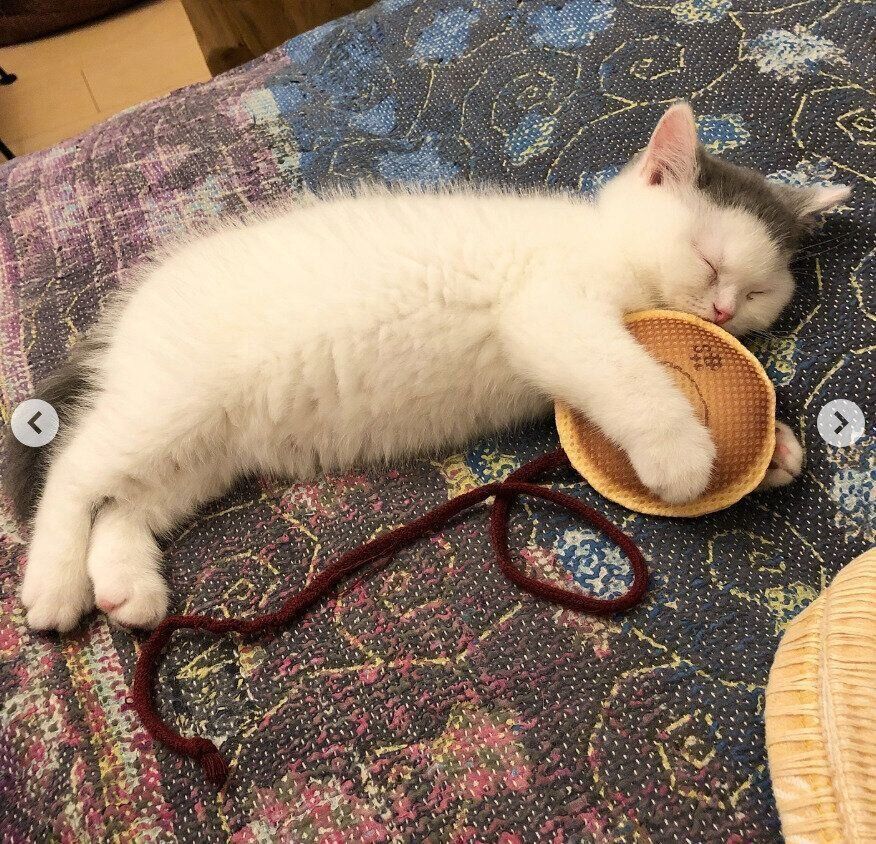 生後2カ月のころのカツヲくん