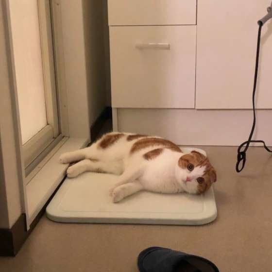 出待ちするスコティッシュフォールド