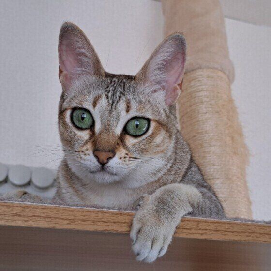 シンガプーラのかえでちゃん