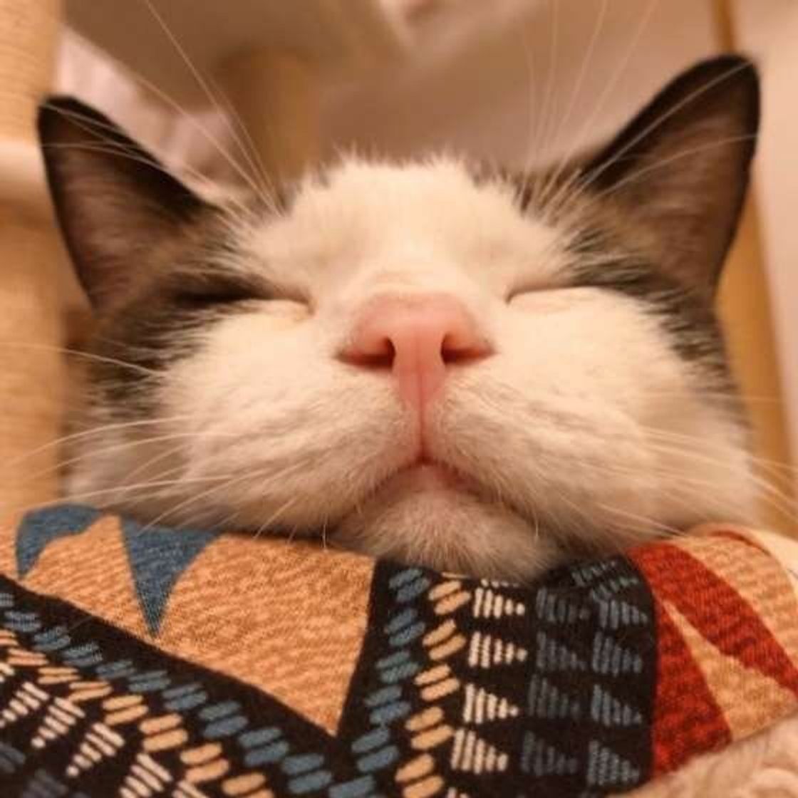 猫が あご乗せ するときの気持ち 猫は何でもあごを乗せる ねこのきもちweb Magazine 猫が あご乗せ するときの気持ち 猫は何でもあごを乗せる ねこのきもちweb Magazine