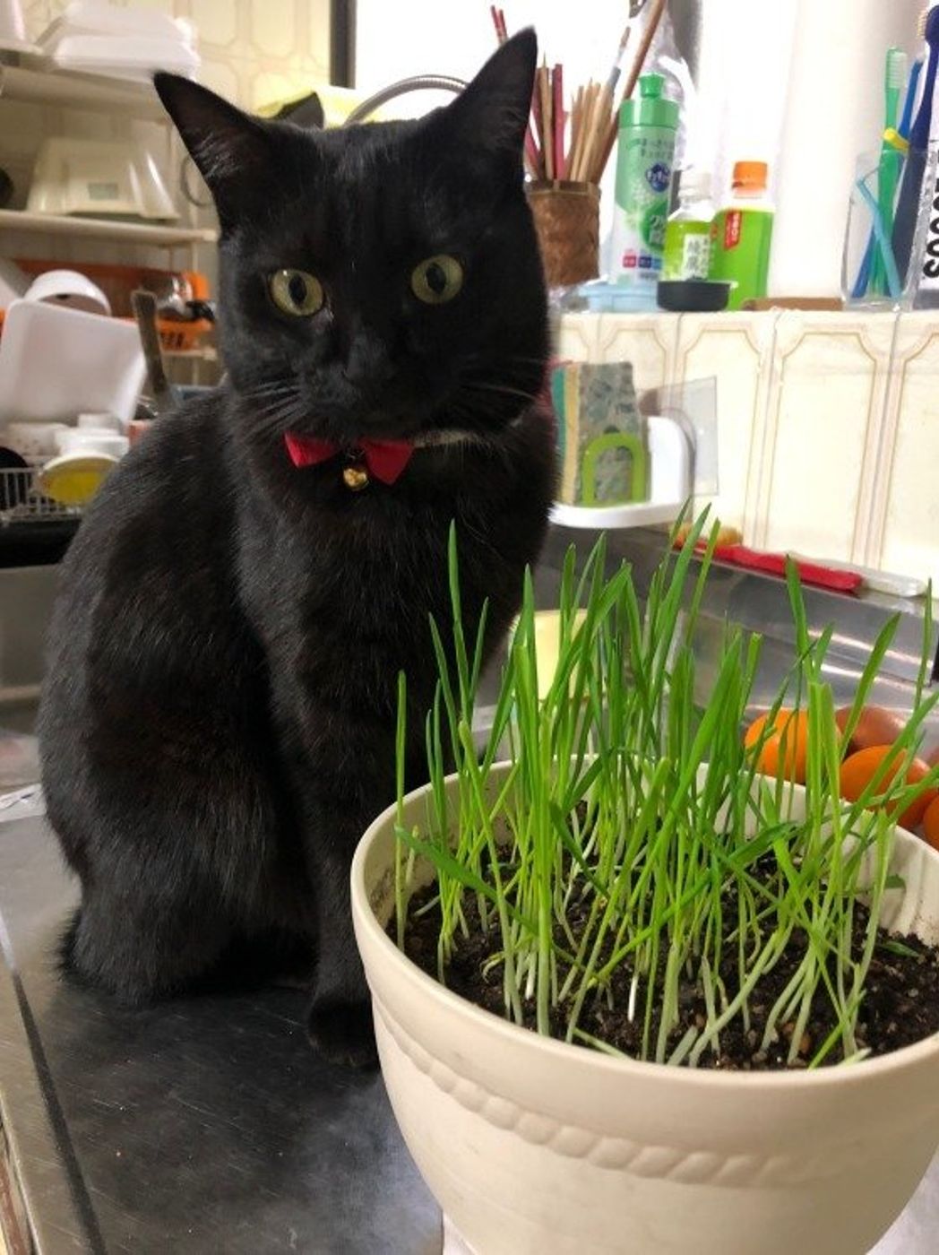 猫が夢中になるのはなぜ 猫草 の正体とは ねこのきもちweb Magazine 猫が夢中になるのはなぜ 猫草 の正体とは ねこのきもちweb Magazine