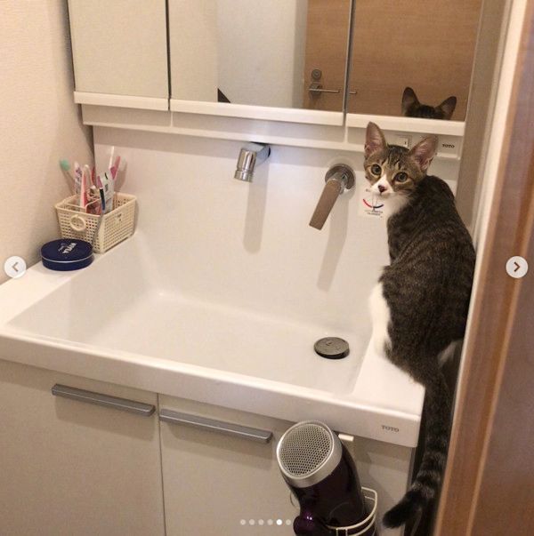 洗面所を占領する猫